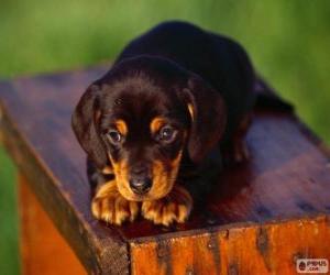 Puzzle Black and Tan Coonhound κουτάβι